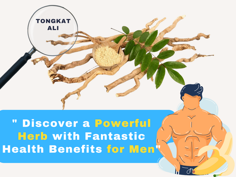 Tongkat Ali: Discover a Powerful Herb with Fantastic Health Benefits for Men